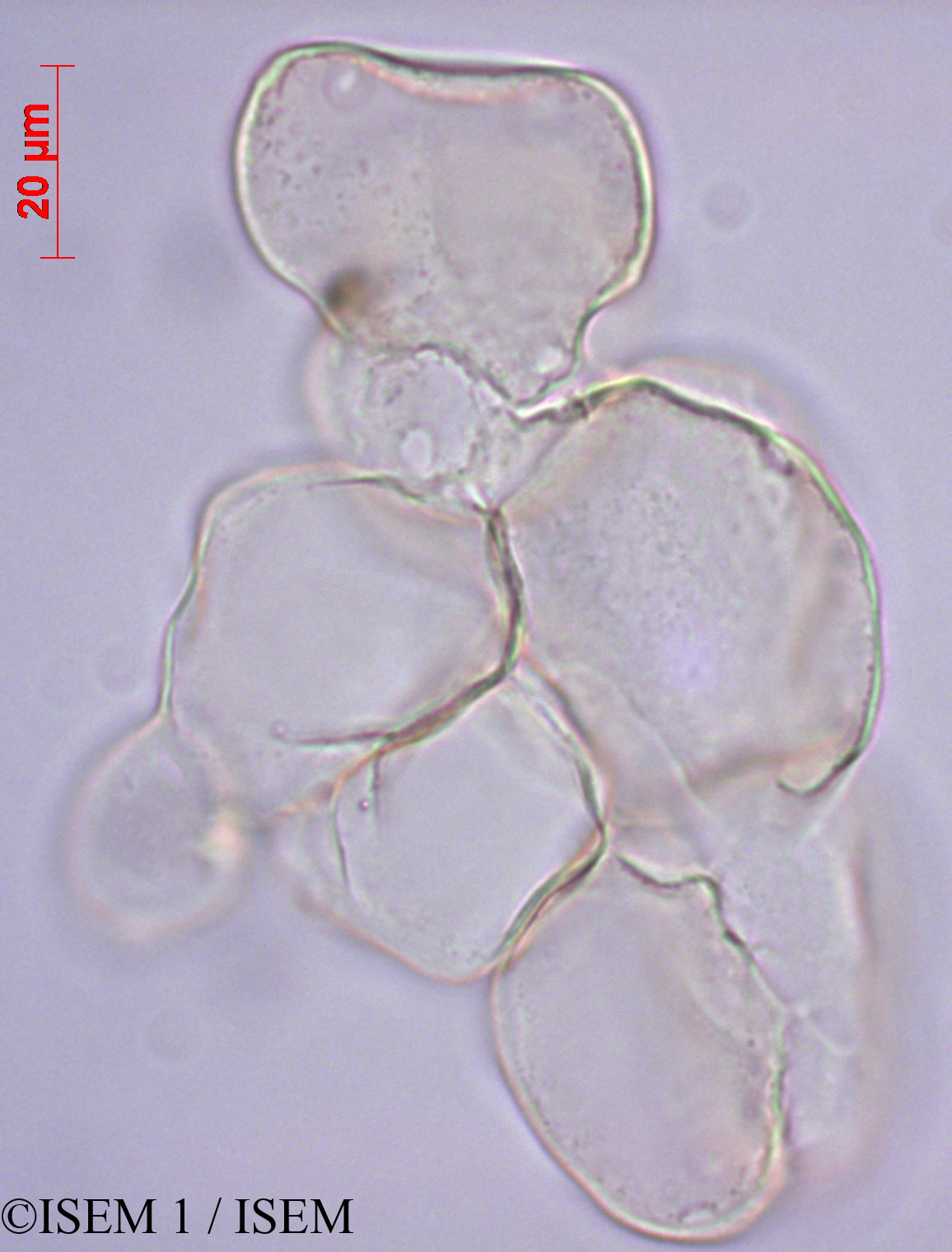 ISEM 1/Apocynum_androsaemifolium_27984/Apocynum_androsaemifolium_27984_0001(copy).jpg